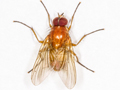 Thricops diaphanus